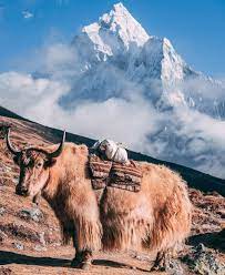 Stunning Nepal Adventure Awaits Explore Discover Nepal Nepal Travel Nepal Culture Asia Travel