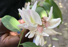 Image result for Craibia grandiflora