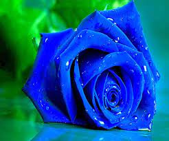 He helps reina find a way to turn back time. Blue Rose For Android Apk Download