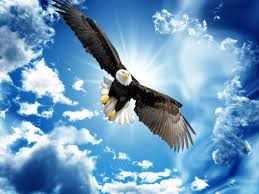 Art Birds Flying In The Sky Drawing Eagle Flying High In The Sky Eagle Painting Eagle Pictures Eagle Images