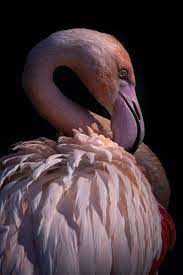 Flamingo Print Pink Flamingo Art Print Bird Photography Etsy Photography Prints Art Flamingo Art Print Bird Photography