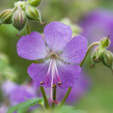 Image result for Geraniaceae