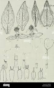 Image result for Aspilia kotschyi