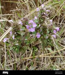 Image result for Micromeria imbricata