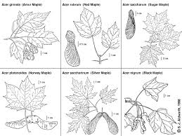 how to identify maple trees waterford citizens