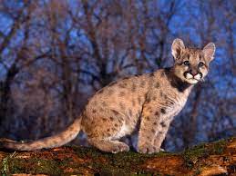 Pin On Mountain Lions
