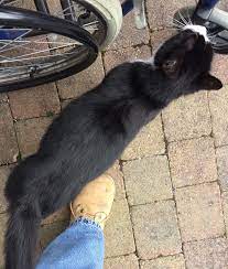 Maybe you would like to learn more about one of these? What To Do About A Pregnant Cat That Isn T Yours Heretherebespiders