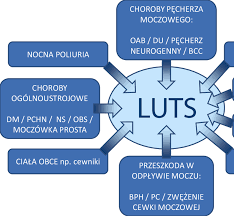 We did not find results for: Causes Of Lower Urinary Tract Dysfunction Luts Lower Urinary Tract Download Scientific Diagram