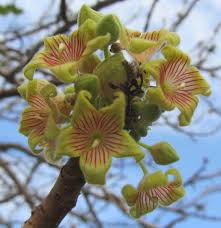 Image result for Sterculia africana