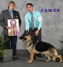 You can tell the difference in. The German Shepherd Dog Club Of Greater Kansas City