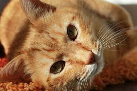 Kitten Conjunctivitis Purple Cat Vet