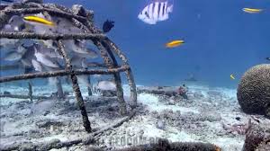 Bonaire Underwater Webcam