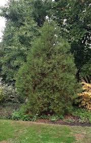 Image result for Platycladus orientalis
