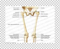 When your muscles contract, they pull the bone they're. Finger Bone Hip Knee Human Leg Png Clipart Anatomy Angle Arm Bone Diagram Free Png Download