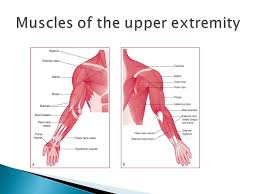The following tables list some specific muscles in the human body by region of the body with links to pages about the specific muscles and/or pages that. Explore The Scientific Names Of The Muscles Of The Body Identify And Explain The Differences Between The 3 Types Of Muscles In The Body Understand The Ppt Download