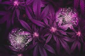 Apr 15, 2016 · kind led grow lights: Make The Most Of Your Leds 5 Tips For Cannabis Led Growing Rqs Blog
