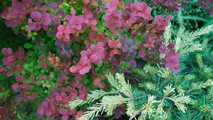 What flowers do well in partial shade. Brighten Your Early Fall Shade Garden
