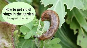Either use google or post your pictures in a gardening facebook group. How To Get Rid Of Slugs In The Garden 8 Organic Control Methods