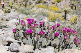 That's how many cacti grow. What Is Beavertail Cactus Southwest Explorers