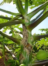 Papaya is cultivated in sri lanka primarily as a home garden crop. Papaya Crown Rot 172