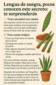 Lengua de suegra, pocos conocen este secreto: te sorprenderás La  Sansevieria trifasciata, conocida como lengua de suegra, no solo decora con  elegancia cualquier rincón, también guarda un secreto para multiplicarse  velozmente. Con