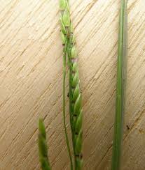 Image result for Eriochloa procera