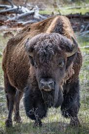 Shop Now At Outdoorsconnected Com For Amazing Wildlife Photos And Paintings For Your Home Office And Cabin Buffalo Animal Buffalo Pictures Animal Photography