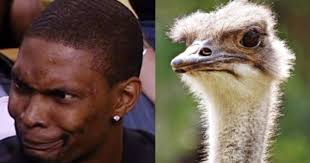Bird That Looks Like An Ostrich He Looks Like The New Generation Raptor Chris Bosh Funny Articles Animals
