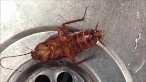 Roaches in the kitchen can live off grease and food spills beneath and behind your appliances. Dying Cockroach In The Sink Stock Footage Video 100 Royalty Free 4721930 Shutterstock
