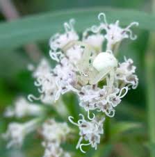 Image result for Mikaniopsis