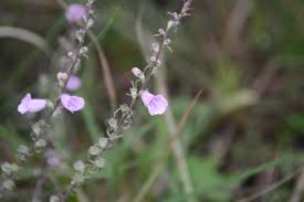 Image result for Micrargeria