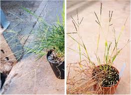 Image result for Digitaria monodactyla