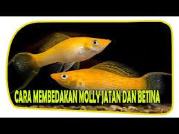 Perbedaan Ikan Golden Black Molly Jantan Dan Betina