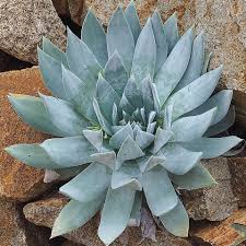 Our annual cactus and succulent show and sale will be held april 6 & 7th at the summit event center at 411 sable blvd. Colorado Cactus Succulent Society Ccss 3 652 Photos Social Club Denver Co 80206