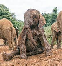 This Elephant Elephant Baby Elephant Animals