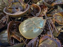 Join in or just pick up some tips on drawing a horseshoe crab.for more facts and information about the horseshoe crab, have a look at this video from my. How The Coronavirus Vaccine Relies On Maryland S Strangest Fishery Horseshoe Crabs Baltimore Sun