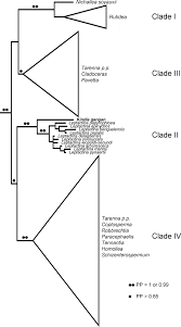 Image result for Leptactina benguelensis