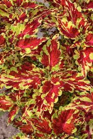 Image result for Coleus melleri