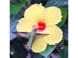 Maybe you would like to learn more about one of these? Flower Power Playful Deer And Garden Reflection Il In Photos Chicago Il Patch