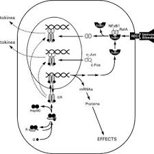 Ă˘â€âśi do understand how upsetting and frustrating it must be to be told you have a particular position one day and then to be warned the next that this might not be the case. Pdf Neuroendocrine Regulation Of Immunity Annu Rev Immun 20 125 163