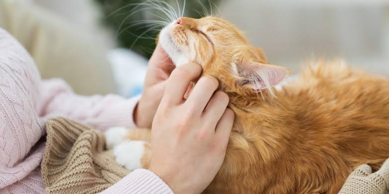 Ngày Quốc tế Mèo 8/8 – Cùng lan tỏa yêu thương đến những người bạn bốn chân đáng yêu