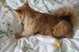 E M Artishh Loves Of My Life Crazy Cats Cute Animals Animals Friends