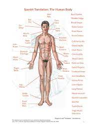The digestive system, as you already know, is composed of the digestive tract, in spanish « tubo digestivo », where the most important organs to digest and the other organs which help the body to change and absorb the food are. Human Anatomy In Spanish Anatomy Drawing Diagram