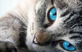 The Stages Of Chronic Kidney Disease In Cats The Progressive Loss Of Kidney Function In Cats With Chronic Kidney Dis Cats Raining Cats And Dogs Beautiful Cats