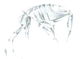 Scrolle oder springe zu dem arbeitsblatt, an dem du gerade arbeitest, und klicke den link an, der dich interessiert. Springschwanze Pestium De