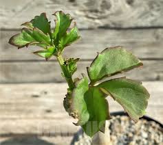 Image result for Cyphostemma quinatum