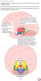 The Emotion Centre Is The Oldest Part Of The Human Brain Why Is Mood So Important Managing Emotions Human Brain Limbic System