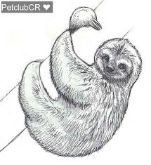 Icono de colección de animales salvajes selva. 10 Oso Perezoso Dibujo Ayayhome