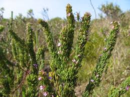 Image result for Muraltia