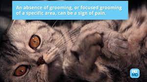 Cancer can occur in any part or system of the body, so its symptoms are very varied. How To Tell If A Cat Is In Pain 25 Signs You Can Look For Petmd